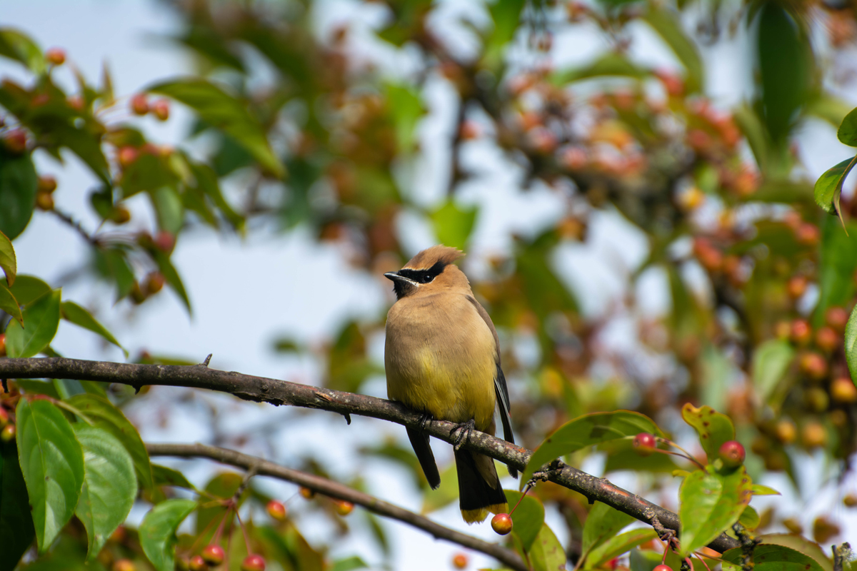 Cedar Waxwing
