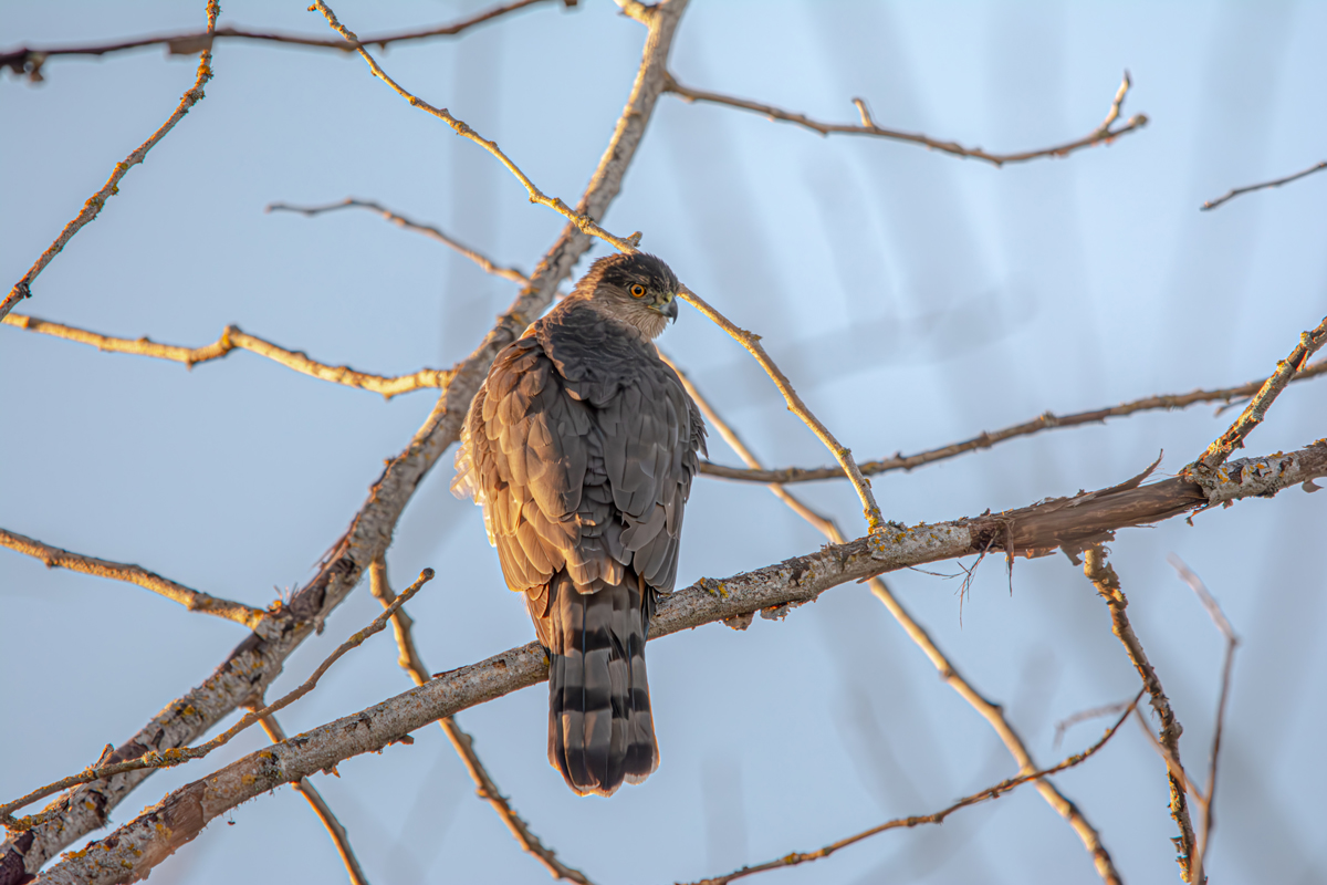 Cooper's Hawk