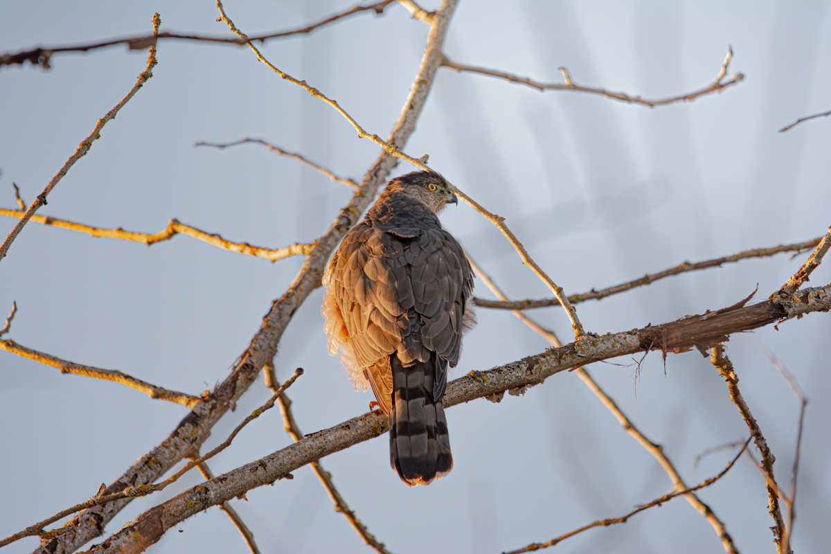 Cooper's Hawk