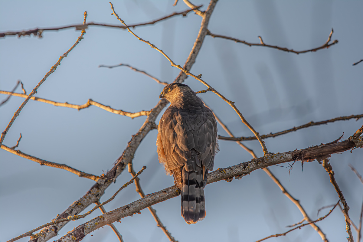 Cooper's Hawk