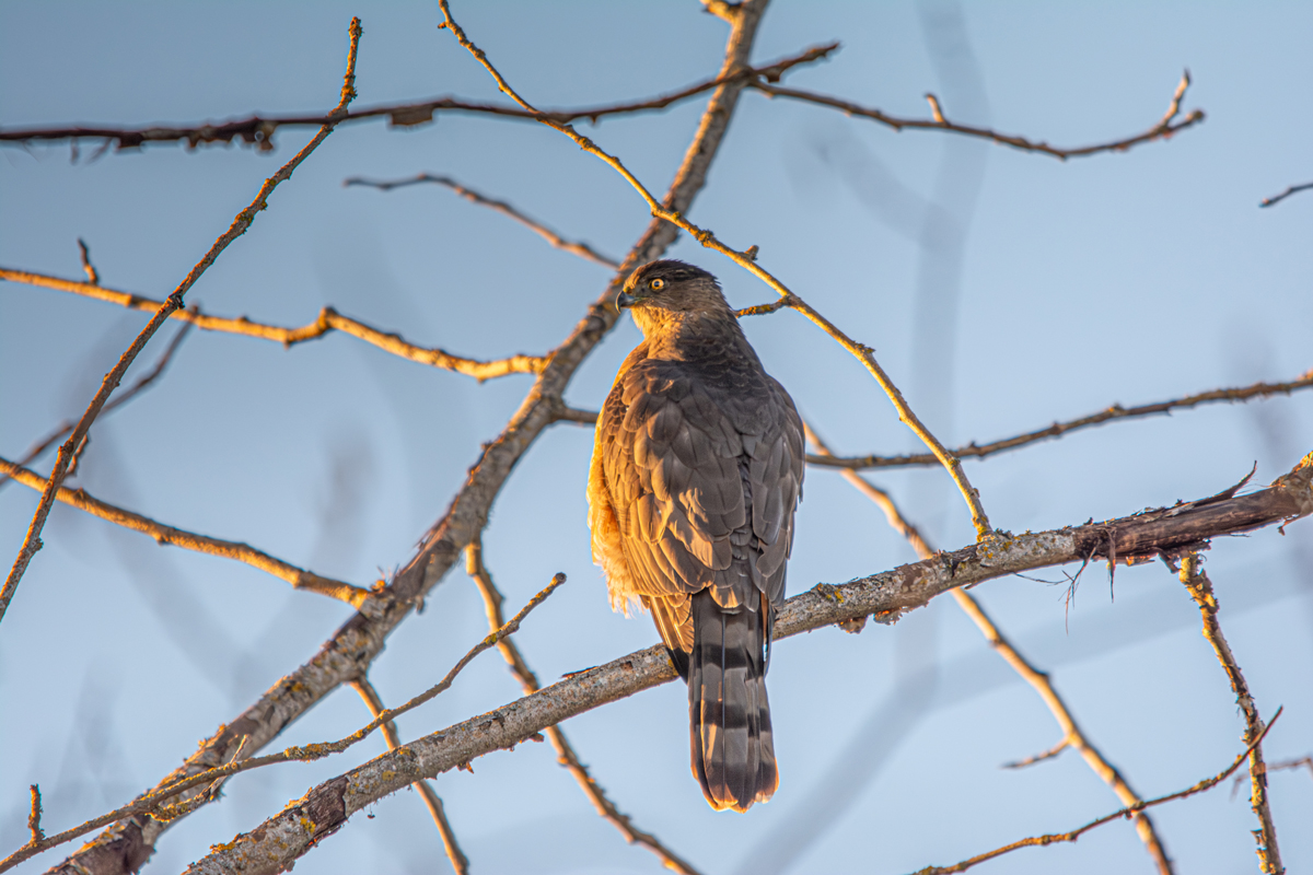 Cooper's Hawk