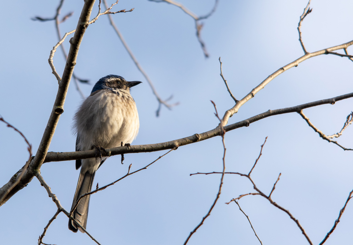 California Scrub Jay