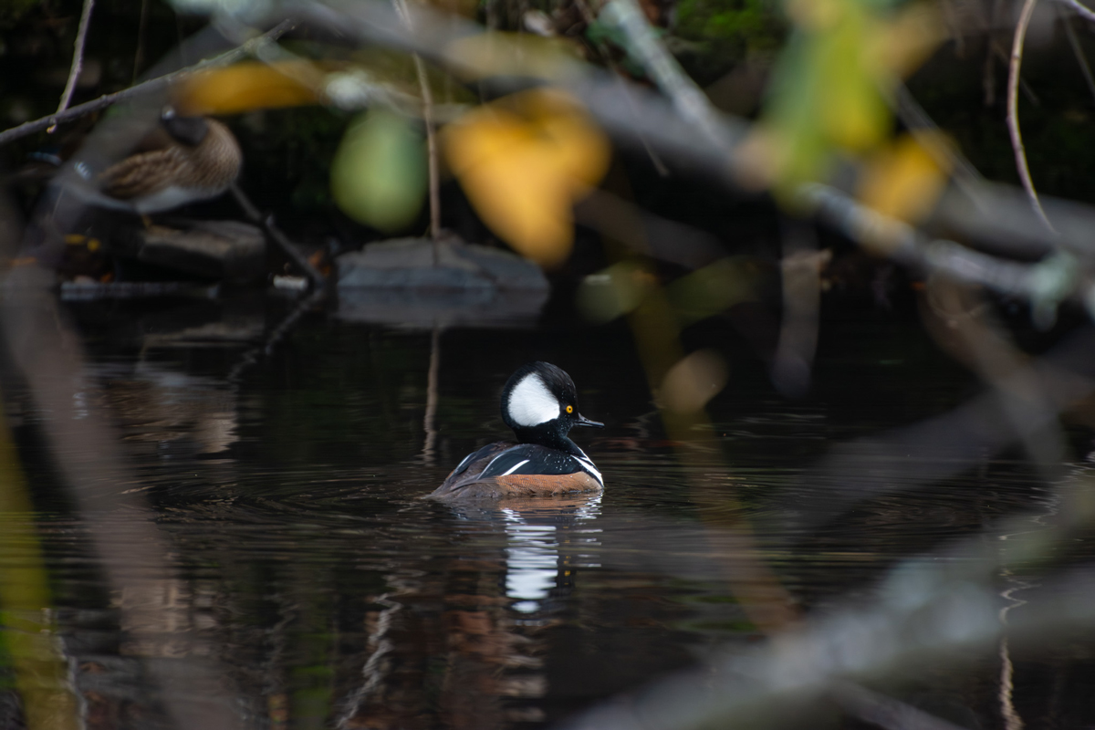 Hooded Merganser
