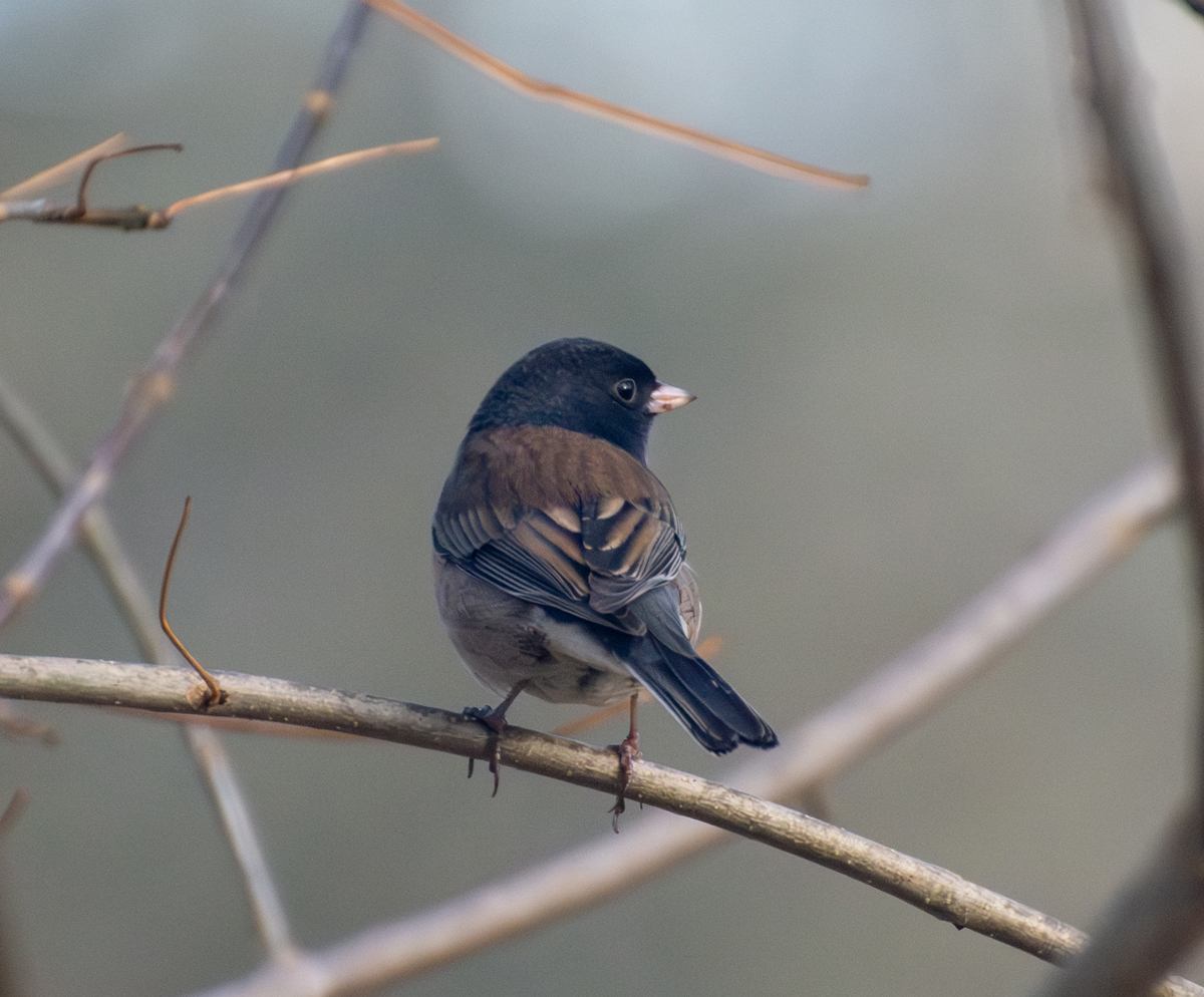 Dark-Eyed Junco