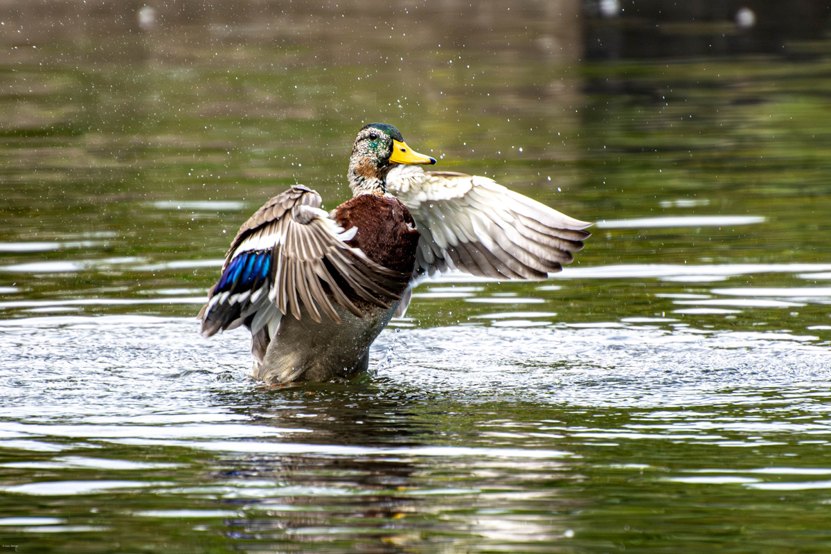 Mallard