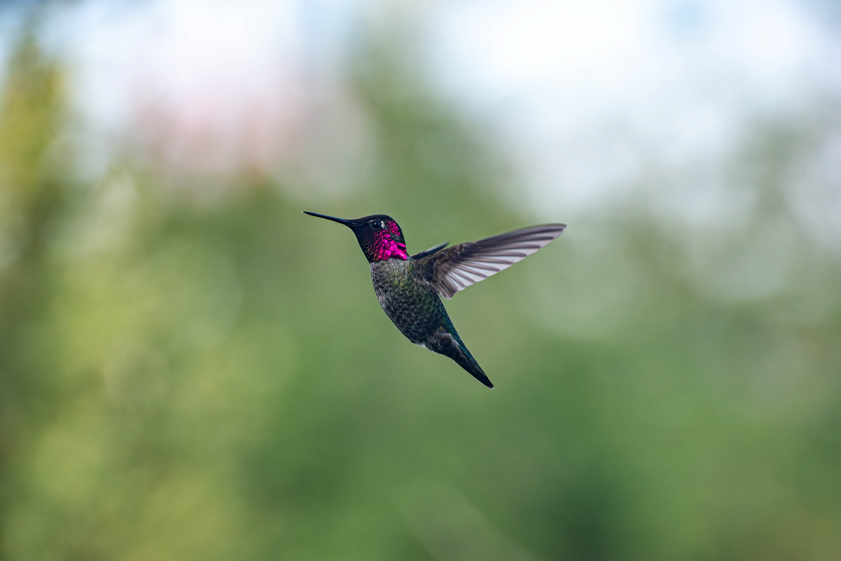 Anna's Hummingbird