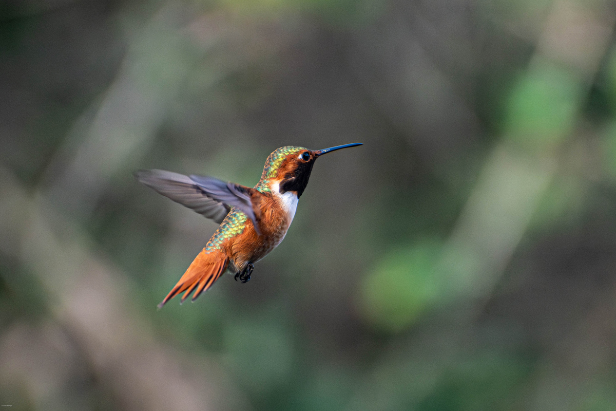 Allen's Hummingbird