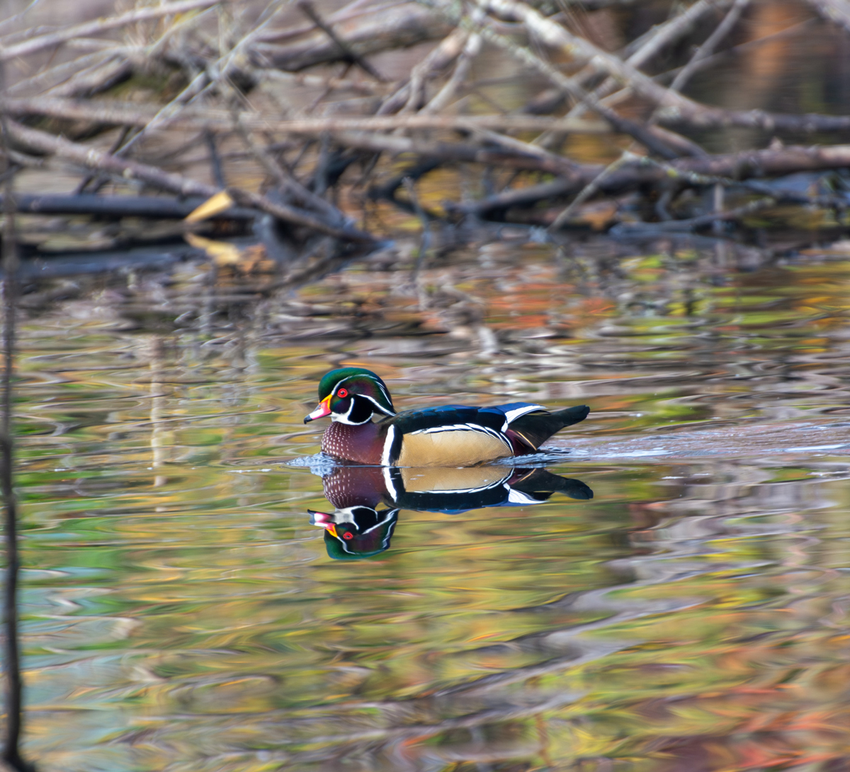 Wood Duck