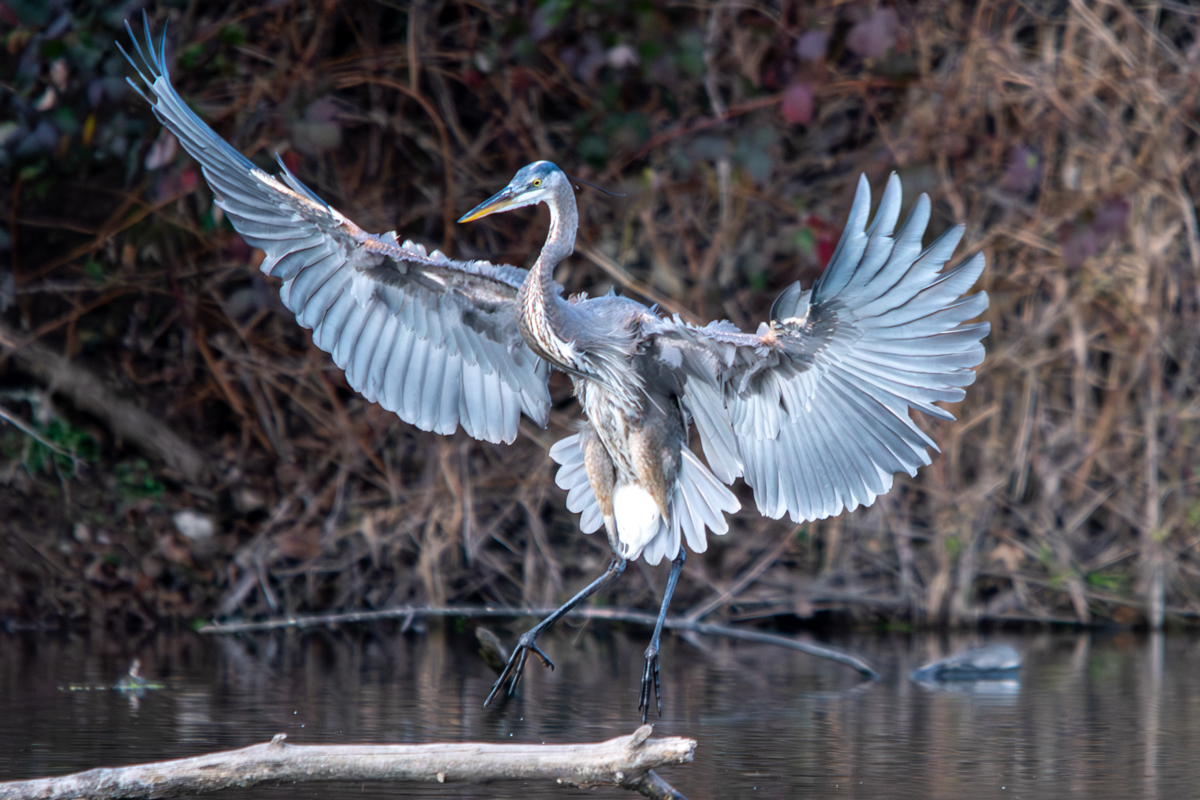 Great Blue Heron