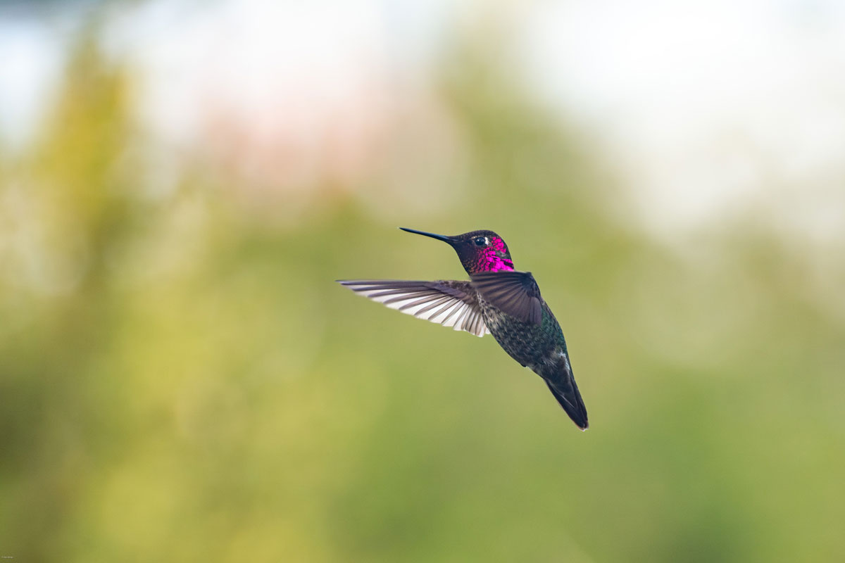 Anna's Hummingbird, Hummingbird in mid-flight with vibrant pink and green feathers against a soft, blurred natural background, showcasing wildlife and nature photography.